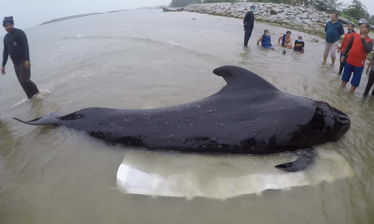 A whale in Thailand died because it ate over 80 plastic bags